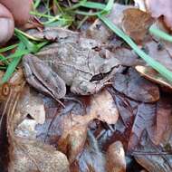 Image of Common frog