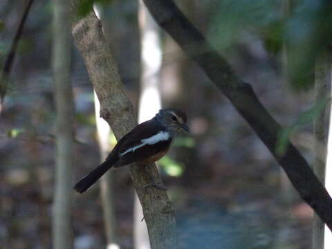 Image of Madagascan Magpie-Robin