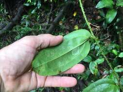 Image of Smilax aculeatissima Conran