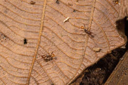 Image of <i>Pheidole xanthogaster</i>