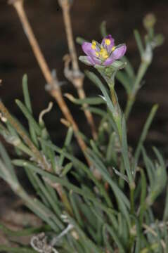 Image of red sandspurry