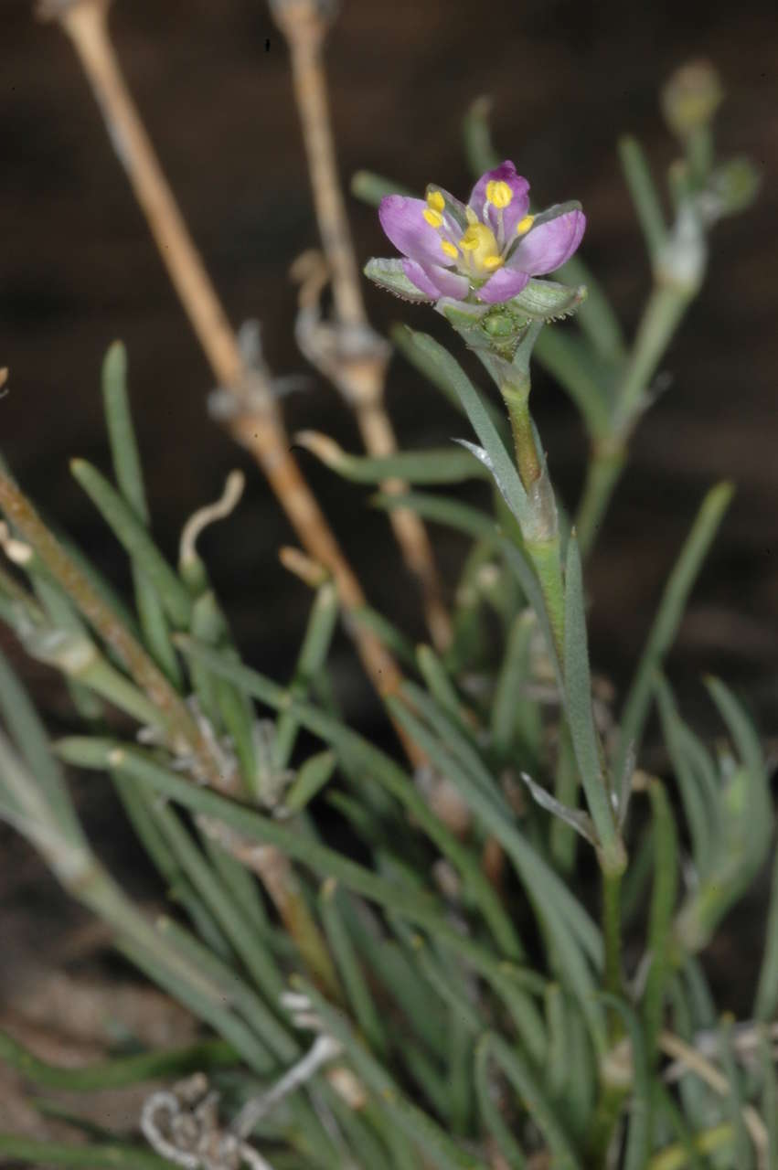 Plancia ëd Spergularia rubra (L.) J. Presl & C. Presl