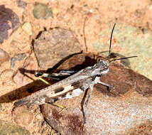 Image of Mestobregma plattei (Thomas & C. 1873)