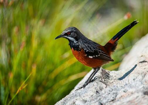 Image of Cape Rock-jumper