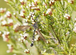 Image of Platyphasia wilsoni Alexander 1929