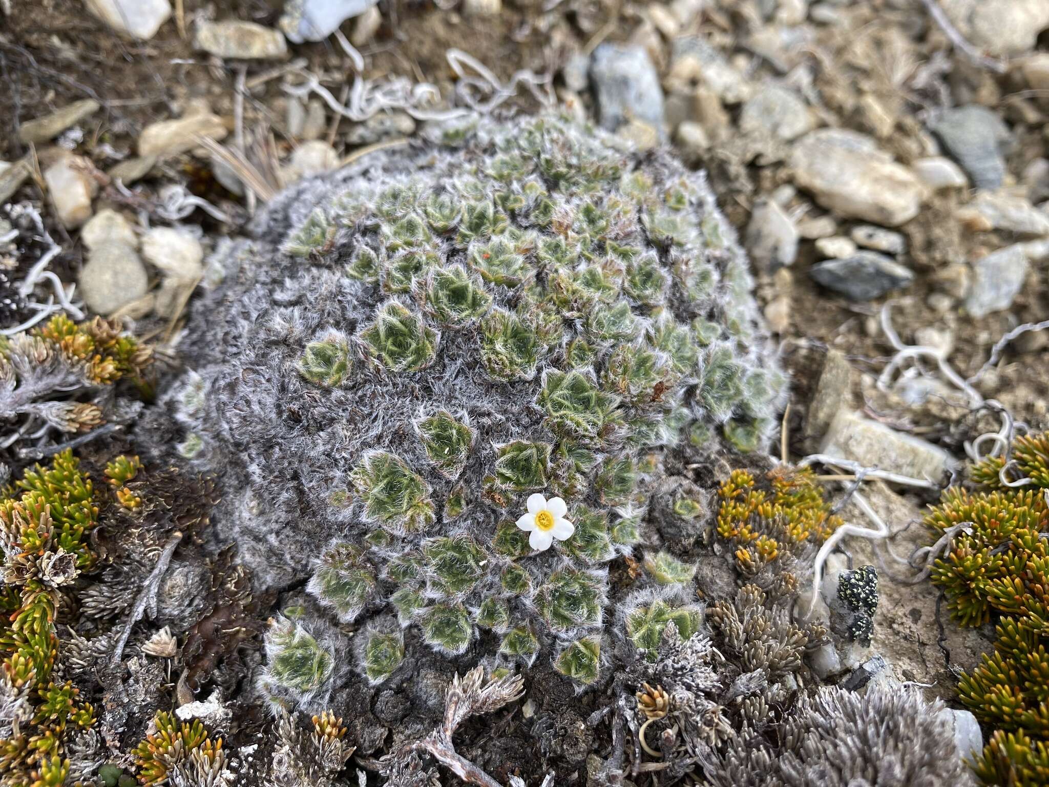 Imagem de Myosotis pulvinaris Hook. fil.