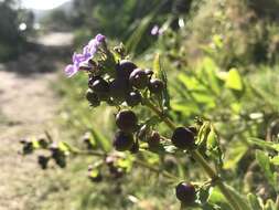 Image of Teedia lucida (Soland.) Rudolphi