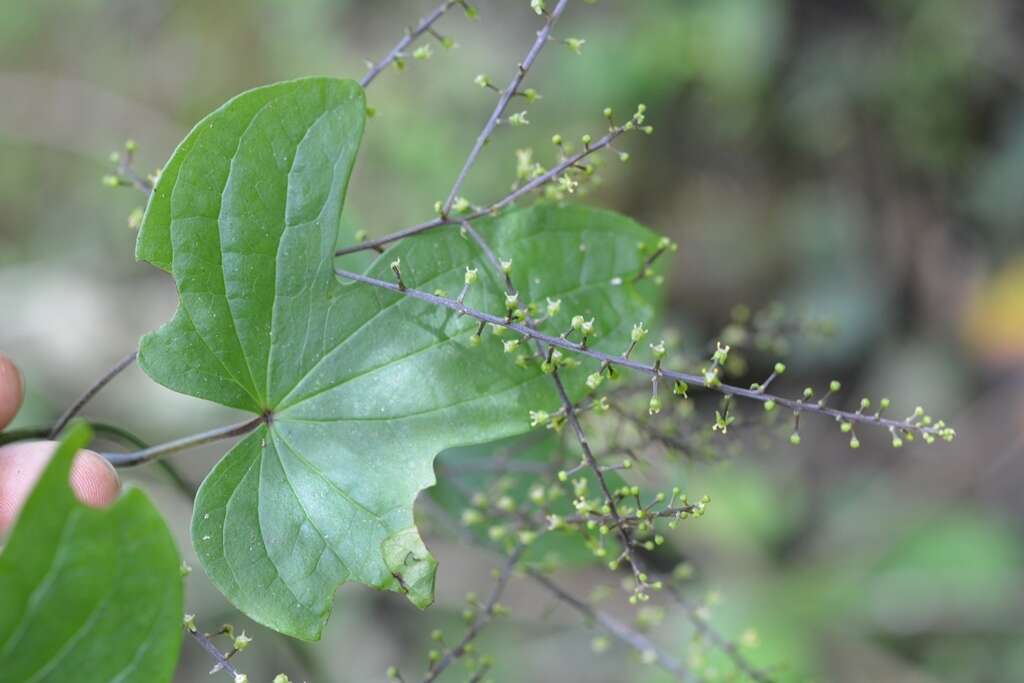 Sivun Dioscorea howardiana O. Téllez, B. G. Schub. & Geeta kuva