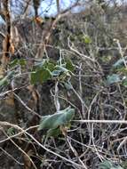 Image of Sonoran milkvine