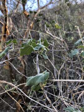 صورة Polystemma cordifolium (A. Gray) Mc Donnell & Fishbein