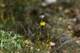 Image of Centaurea rupestris L.