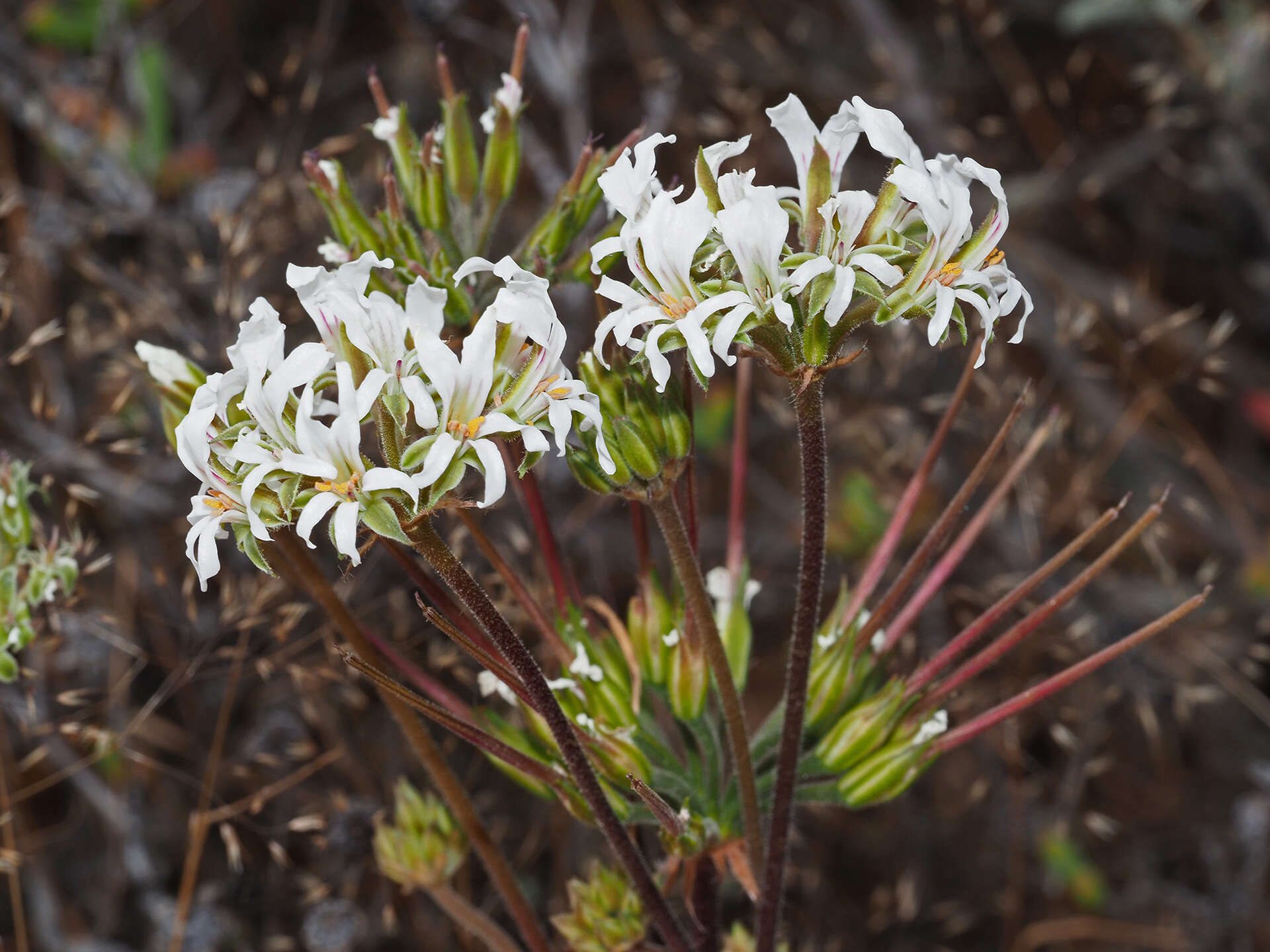 Image of Pelargonium violiflorum (Sweet) DC.