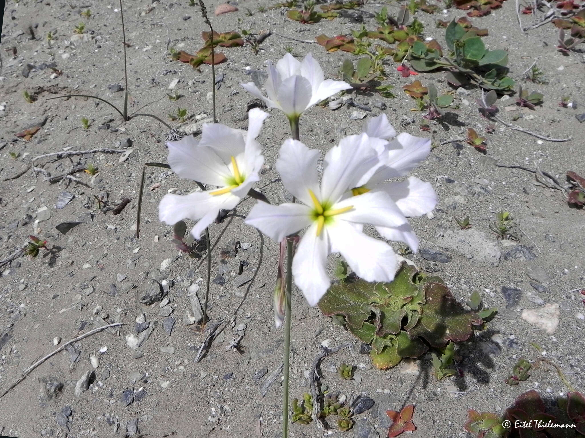 Image of <i>Leucocoryne coquimbensis</i> var. <i>alba</i>