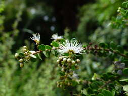 Image of Metrosideros perforata (J. R. & G. Forst.) A. Rich.