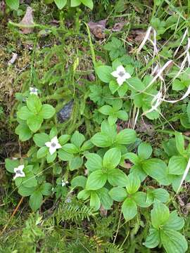 Image of western cordilleran bunchberry