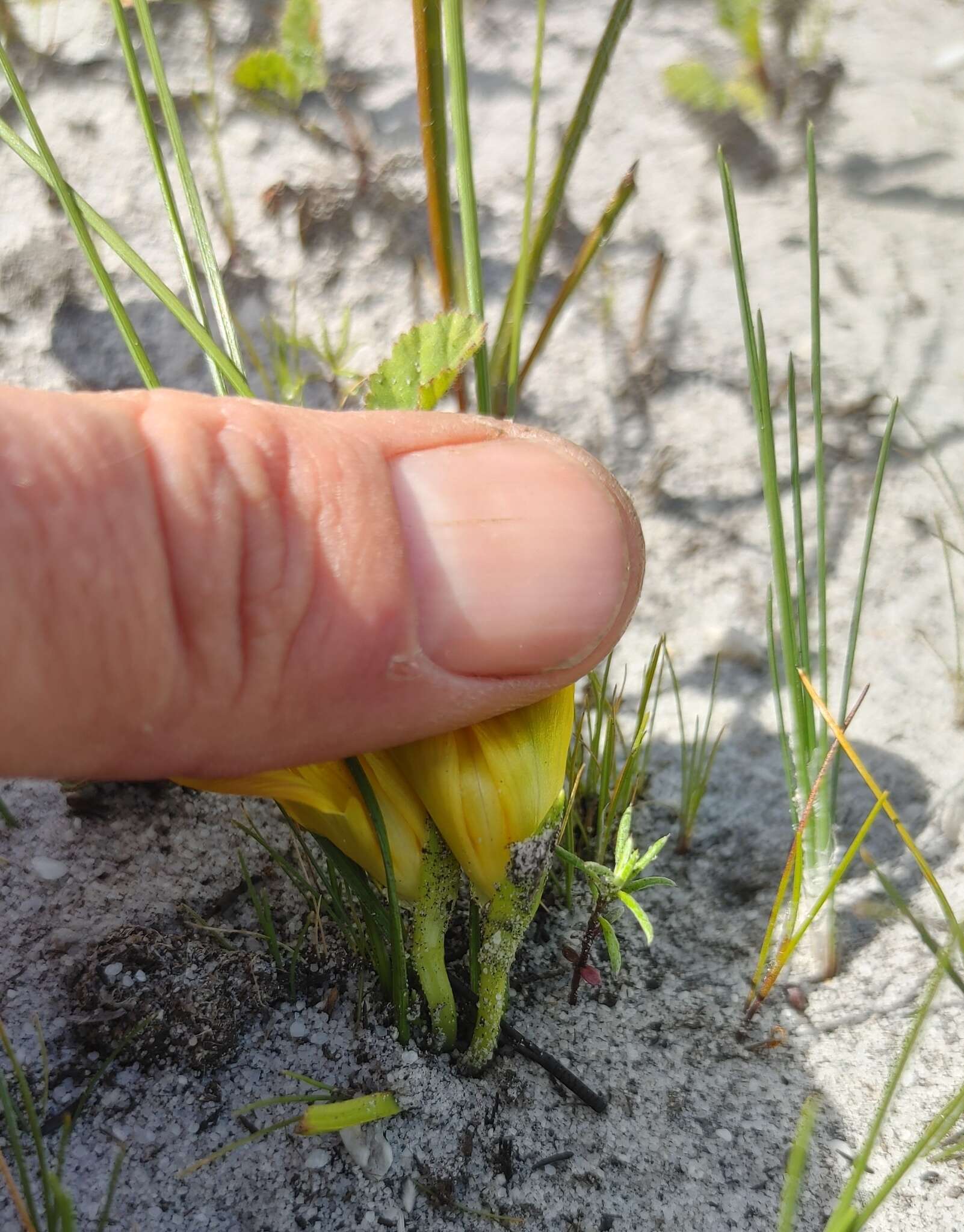 Image of Romulea triflora (Burm. fil.) N. E. Br.