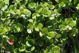 Image of Dune myrtle