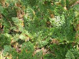 Selaginella lepidophylla (Hook. & Grev.) Spring resmi