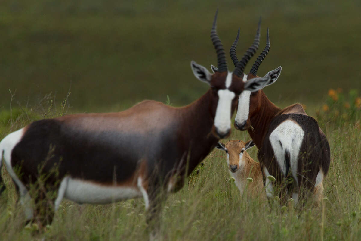 Image of Bontebok