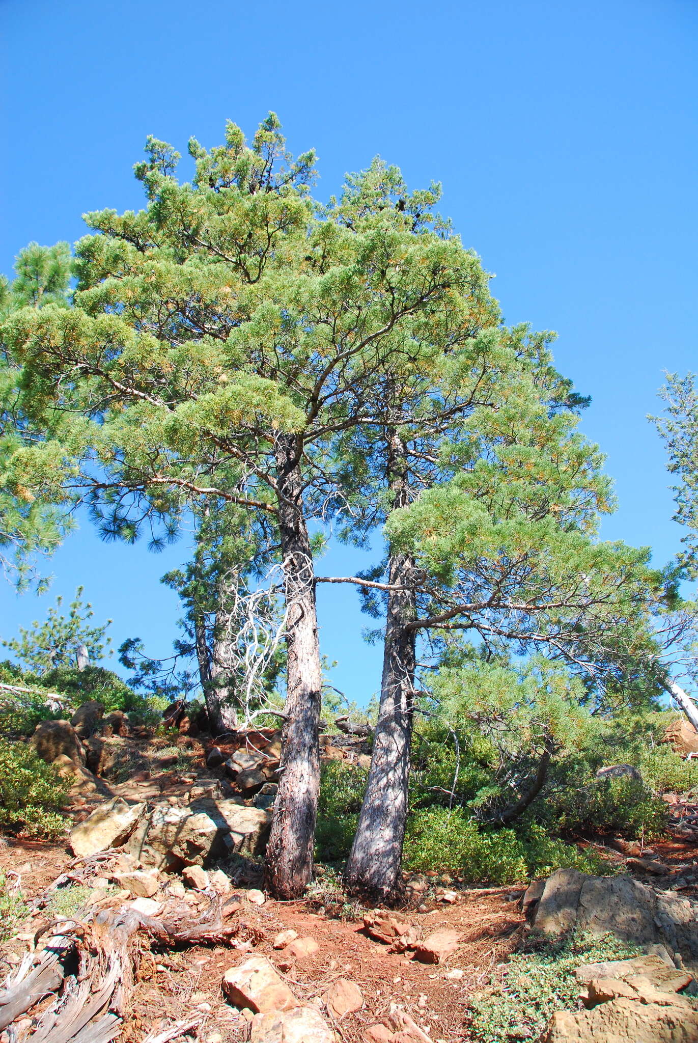 Image of Baker Cypress