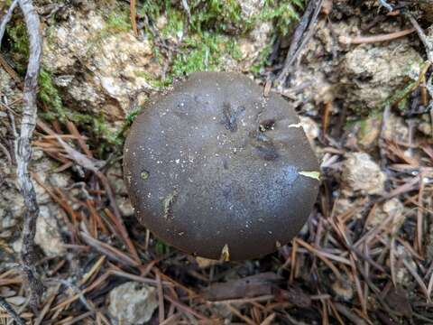 Image of Phylloporus arenicola A. H. Sm. & Trappe 1972