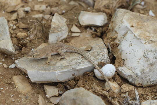 Plancia ëd Acanthodactylus beershebensis Moravec, El Din, Seligmann, Sivan & Werner 1999