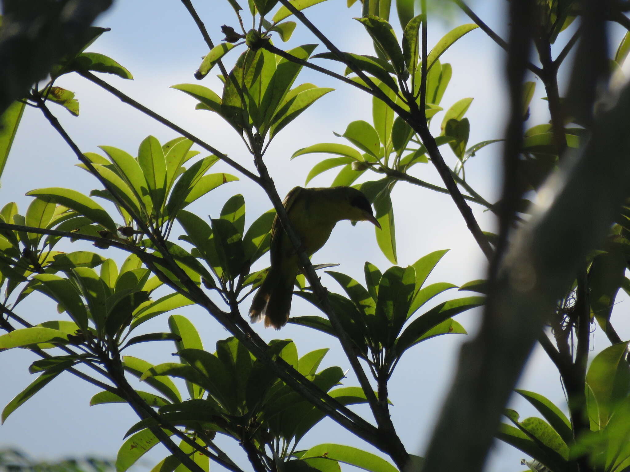 Geothlypis aequinoctialis (Gmelin & JF 1789) resmi