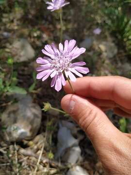 صورة Knautia integrifolia (L.) Bertol.