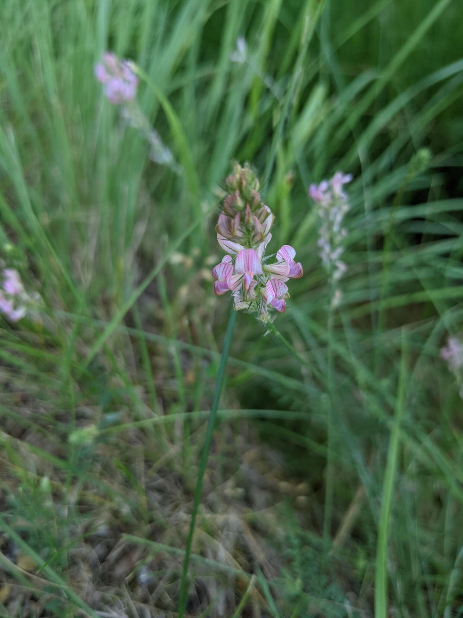 Image of Onobrychis supina (Vill.) DC.