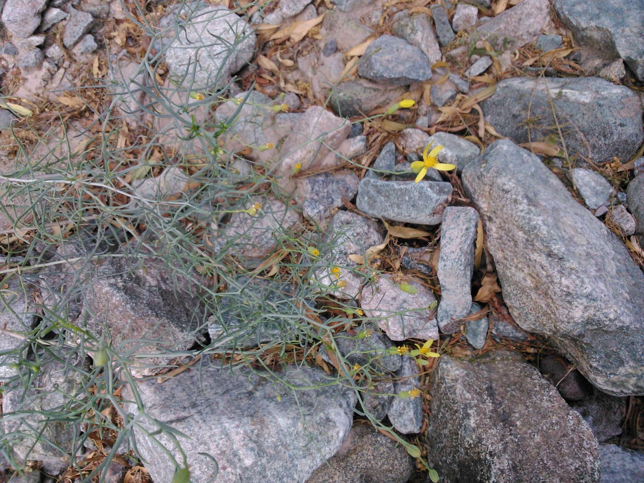 Image of Senecio yurensis Rusby