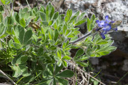 Plancia ëd Lupinus gibertianus C. P. Sm.