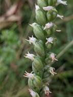 Image of October lady's tresses