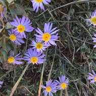 Image de Erigeron barbellulatus Greene