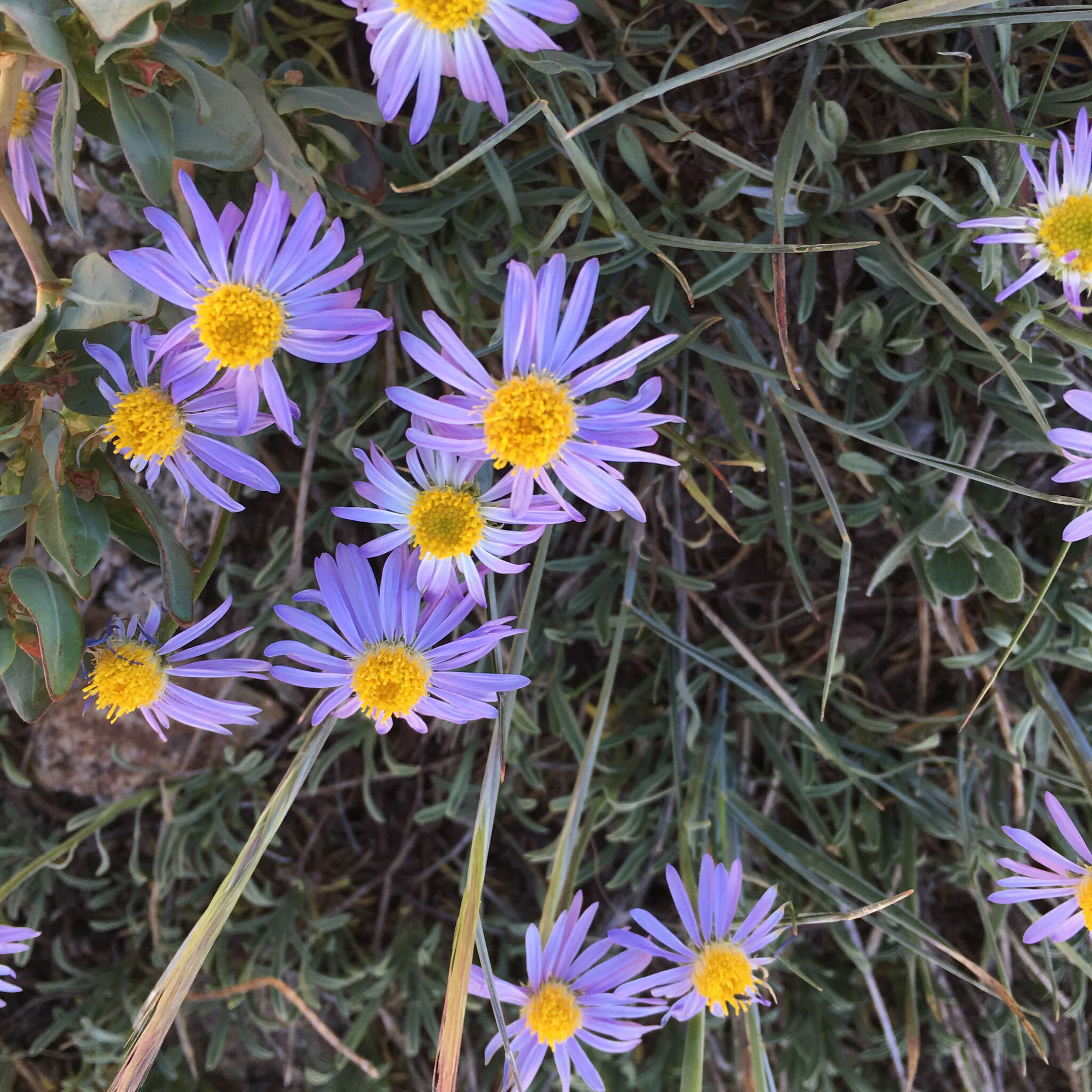 Image of shining fleabane