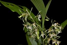 Image of crow orchid