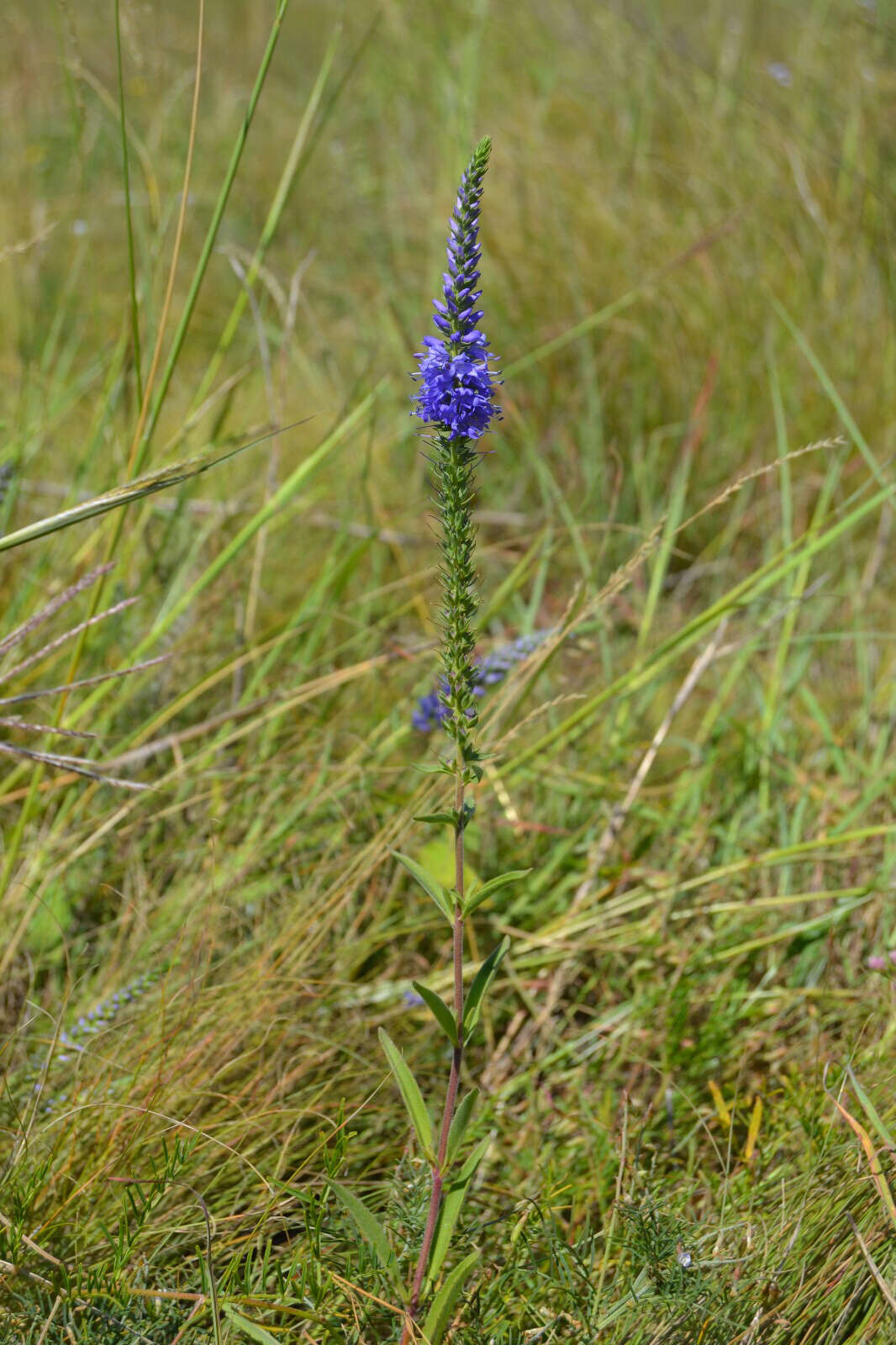 Sivun Veronica orchidea Crantz kuva