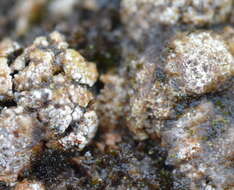 Image of earth lichen