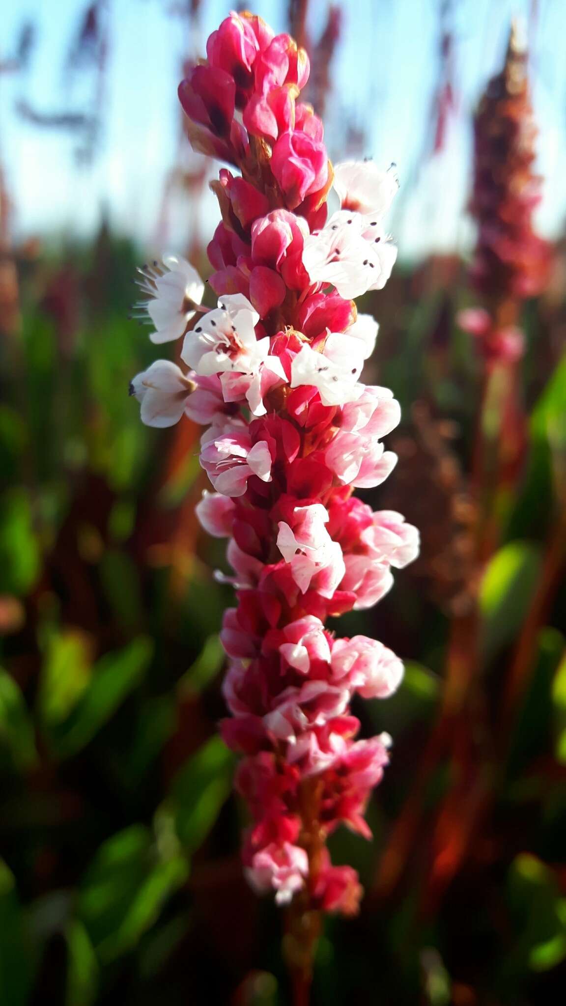 Image of Bistorta affinis (D. Don) Greene