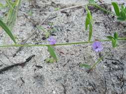 Image of Psoralea laxa T. M. Salter