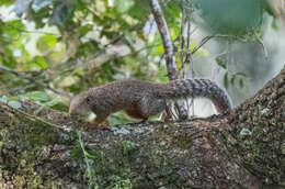 Image of Zanj Sun Squirrel