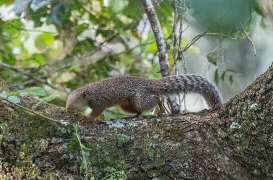 Image of Zanj Sun Squirrel