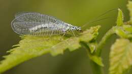 Image of Green lacewing