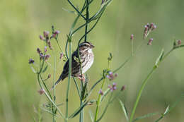 Image of Brazilian vervain