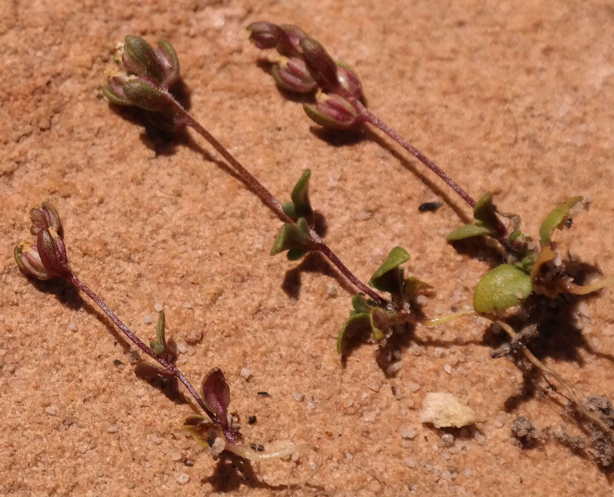 Слика од Phyllopodium viscidissimum O. M. Hilliard