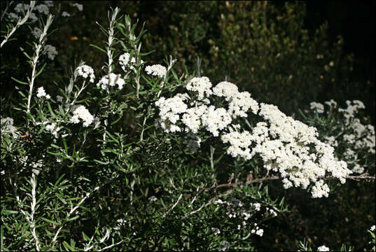 Image de Ozothamnus secundiflorus (Wakef.) A. A. Anderberg