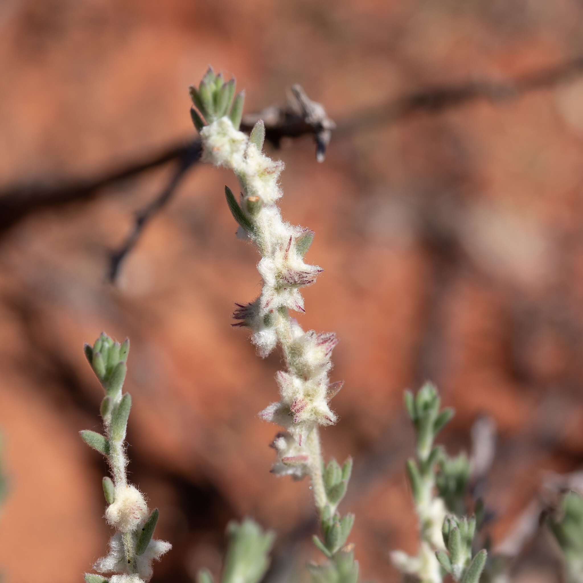 Image of Maireana sclerolaenoides (F. Müll.) P. G. Wilson