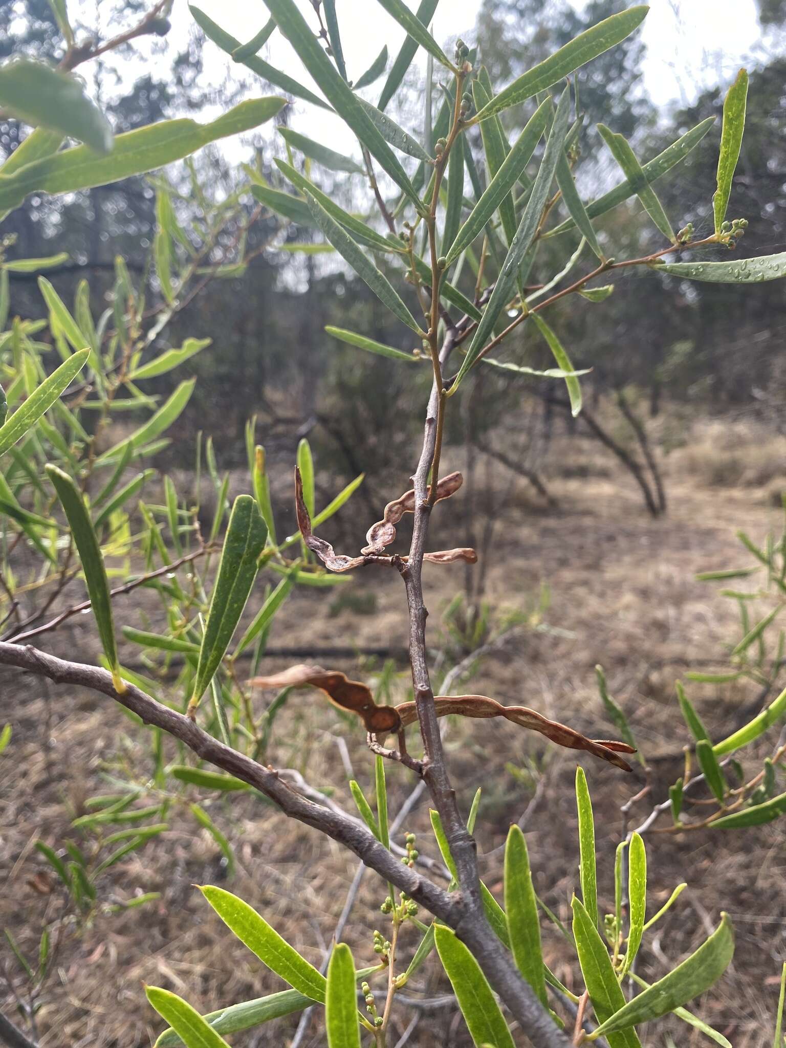 Image of acacia