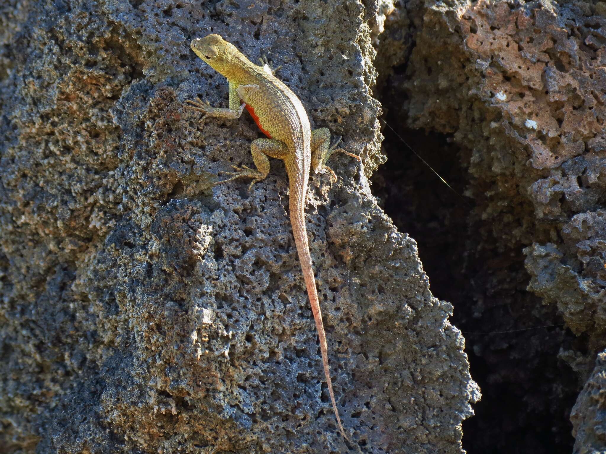 Image of San Cristobal Lava Lizard