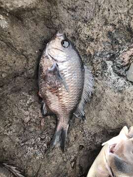 صورة Chromis crusma (Valenciennes 1833)