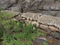 Image de Hebenstretia dura Choisy